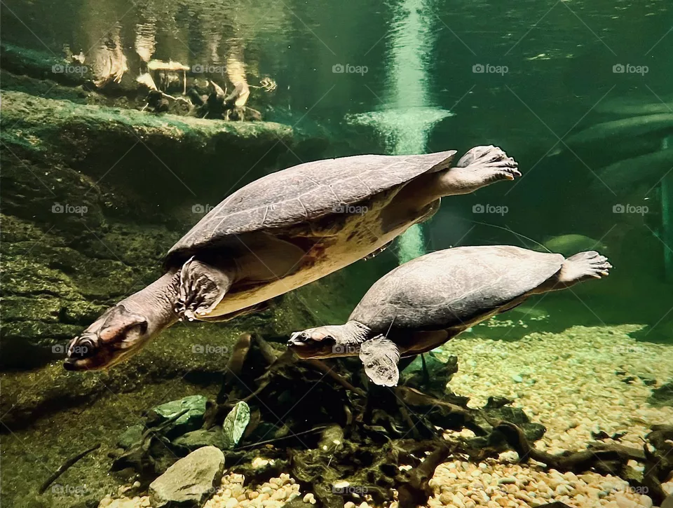 Turtles