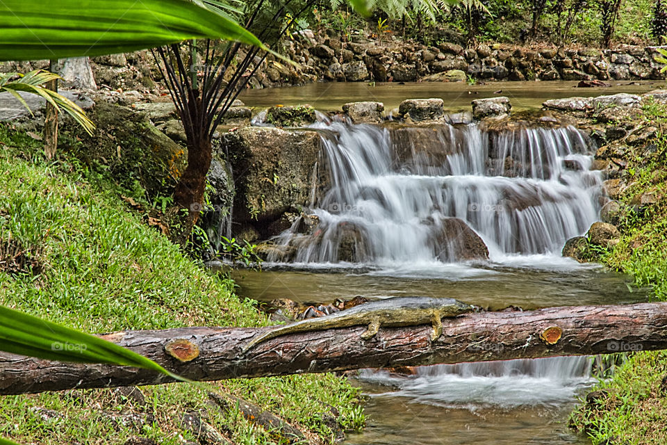 Waterfall flowing in forest