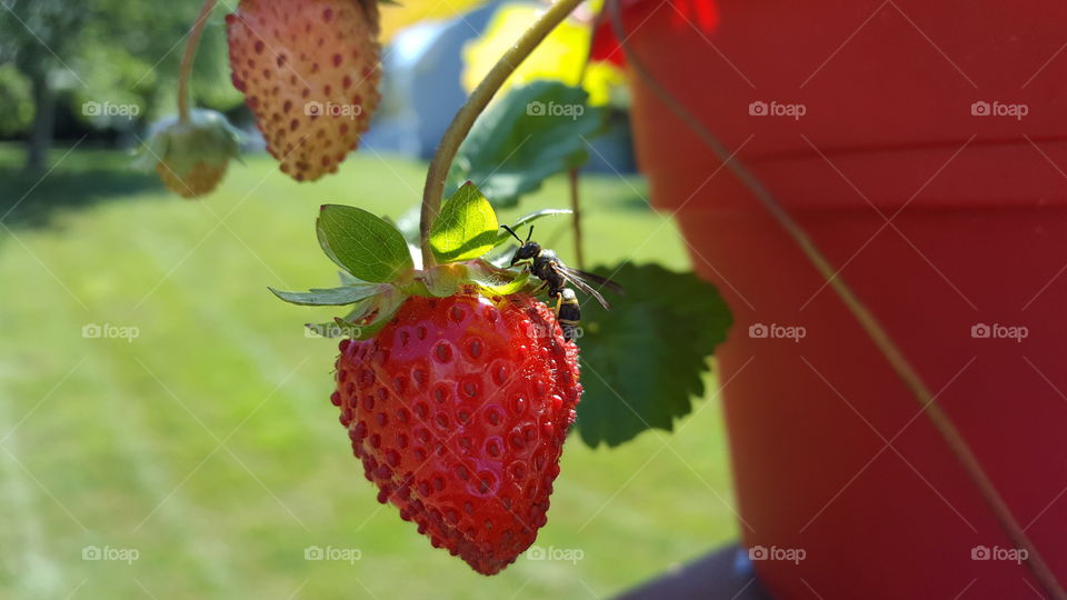 hornet on strawberry