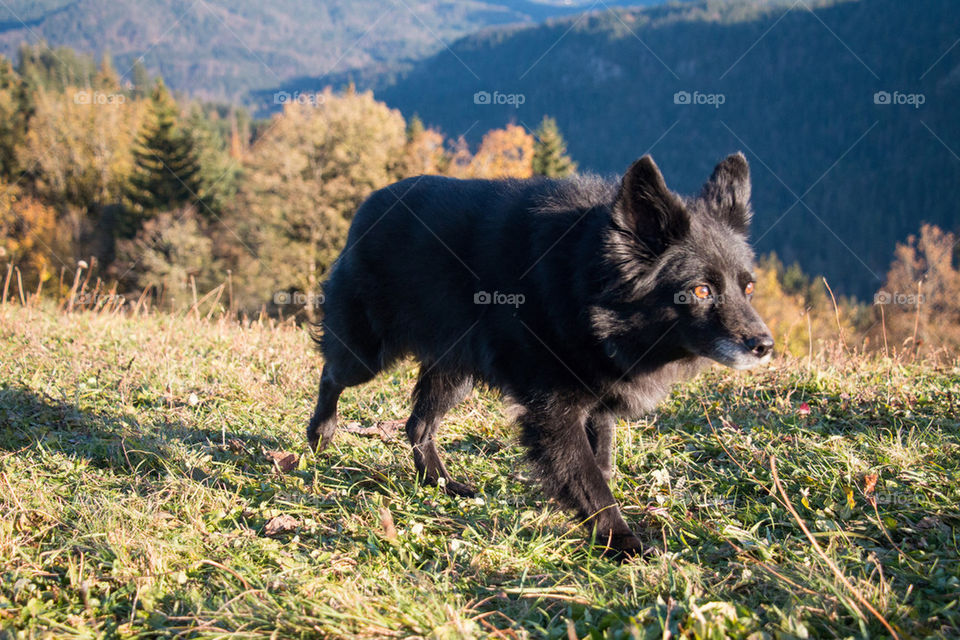 Black dog running on grass