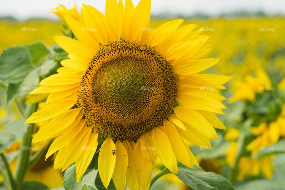 Sunflower in North Dakota