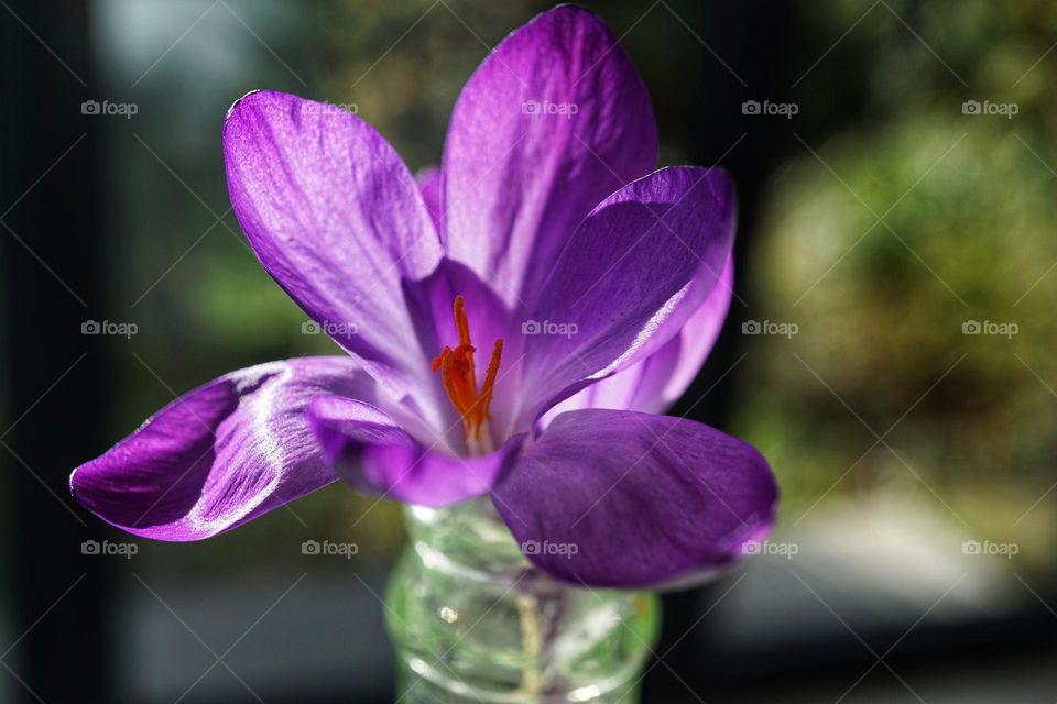 Gorgeous little purple crocus in a milk bottle 