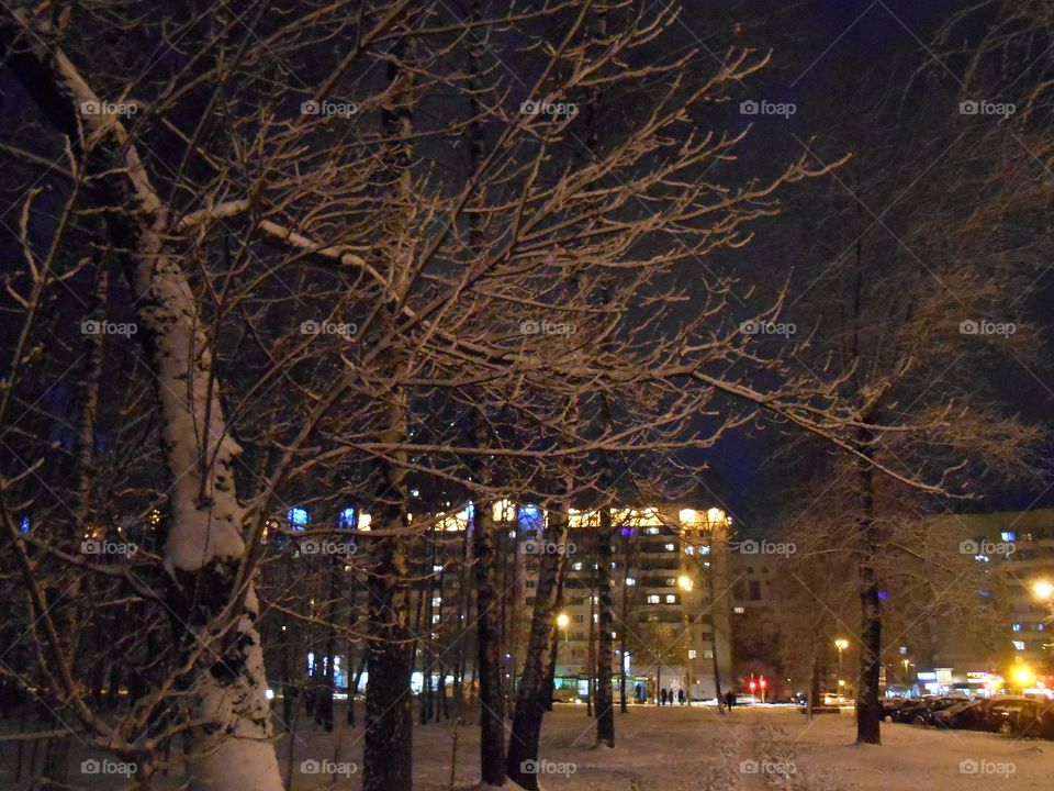 Winter, Tree, Light, Snow, Landscape