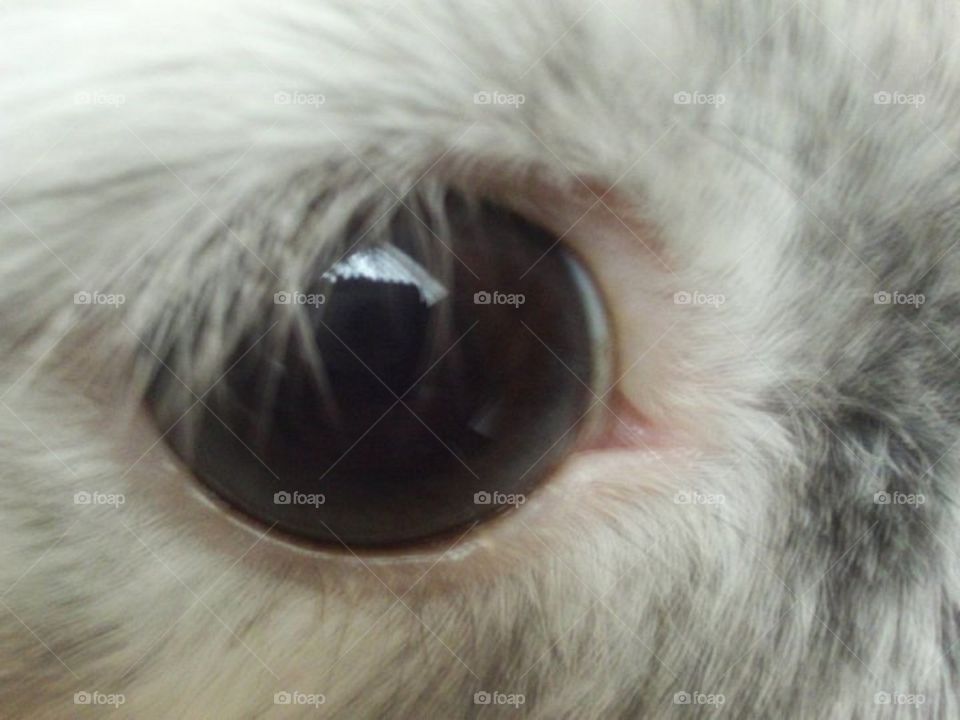 Rabbit eye