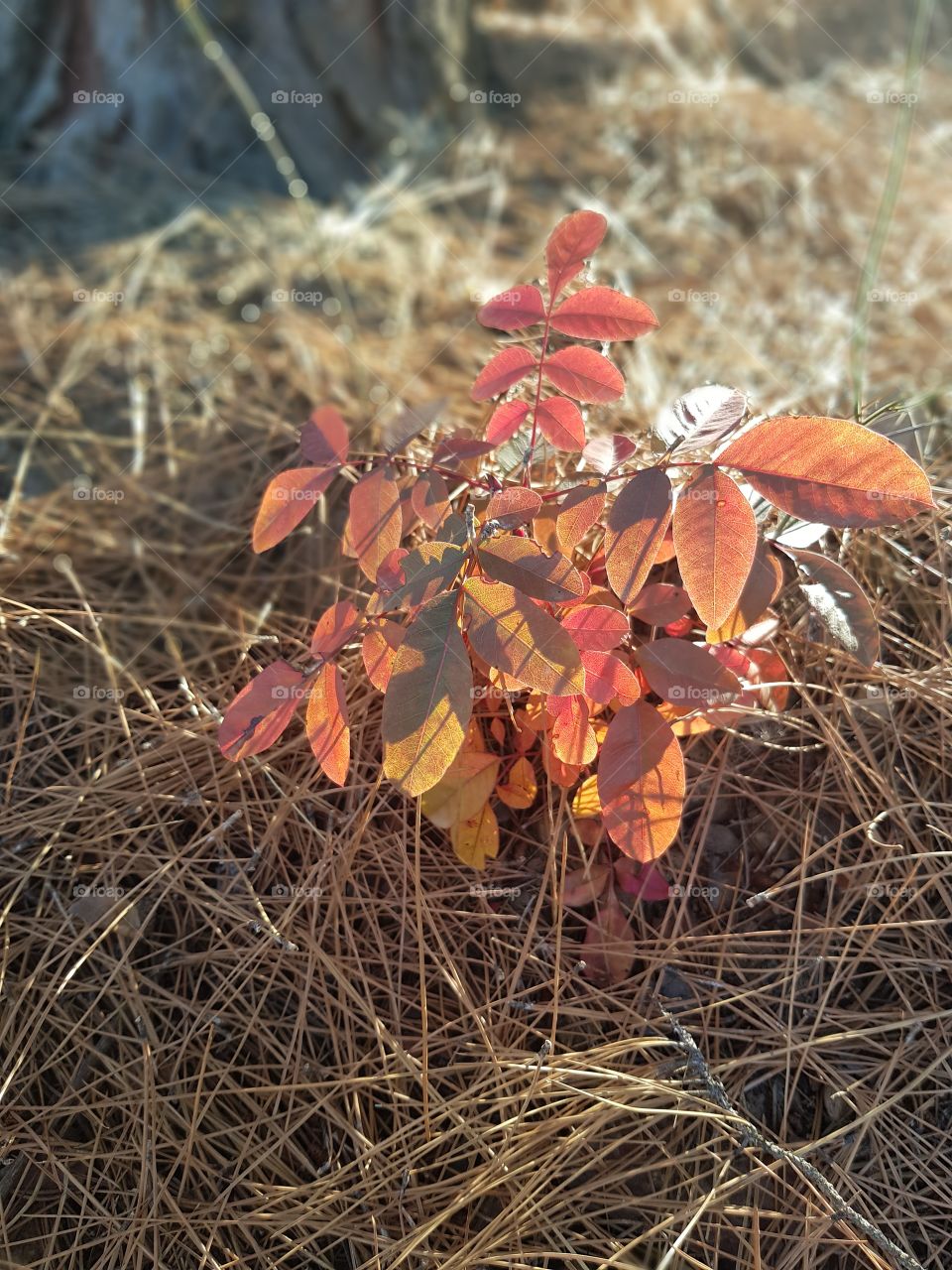 red orange leaves
