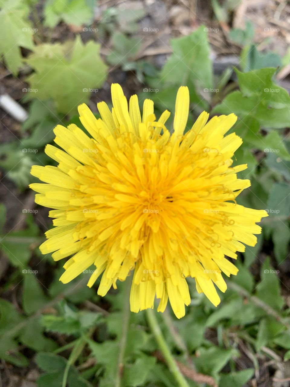 bright yellow round dandelion flower on a background of green leaves