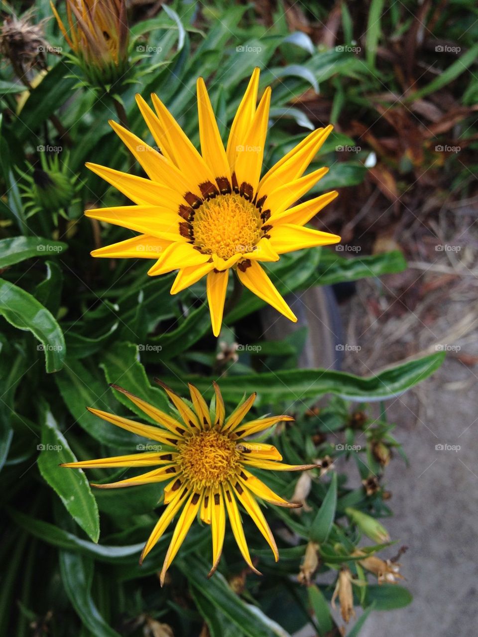 Yellow Flowers