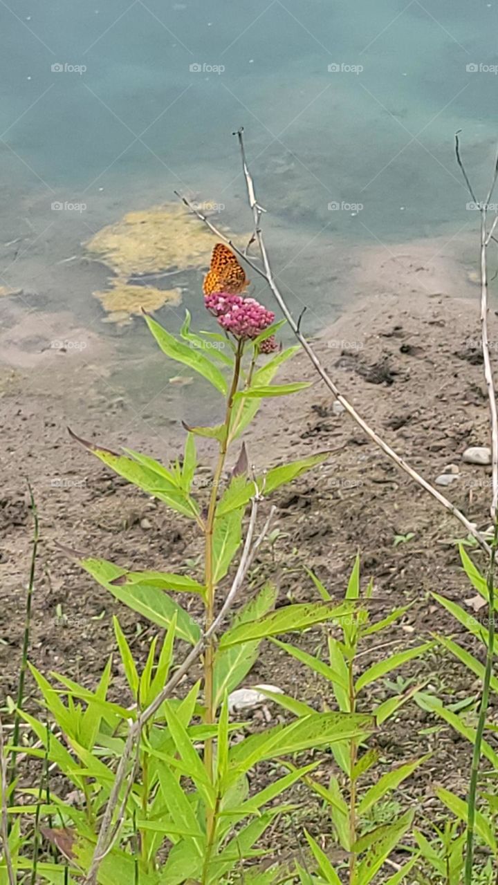 Butterfly by the Pond