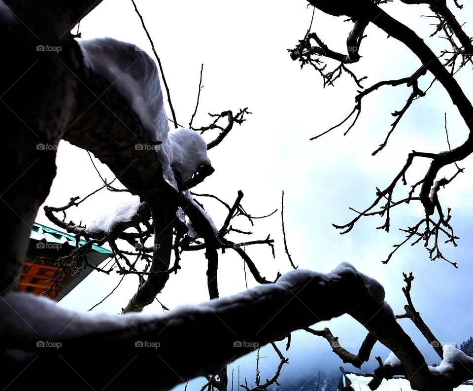 photography of trees