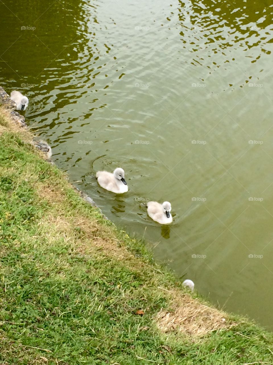 Little ducklings swimming in a moat