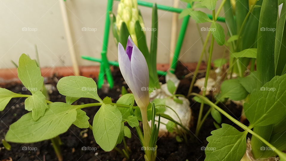 violet crocus bud and hyacinth