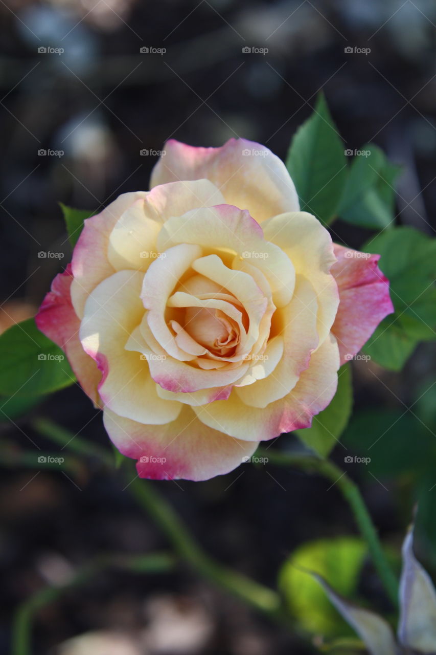 Closeup of Yellow Rose with soft yellow petals and pink tints on the edges  