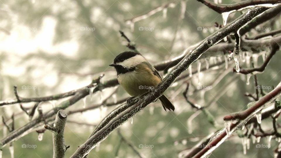 Chickadee after ice storm