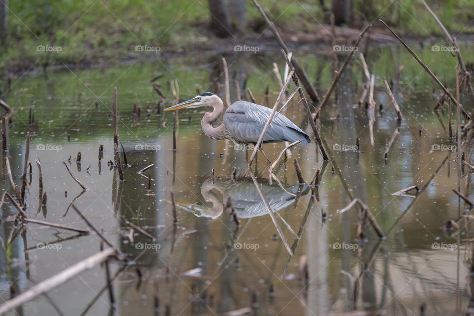 Kingfisher bird in the pond