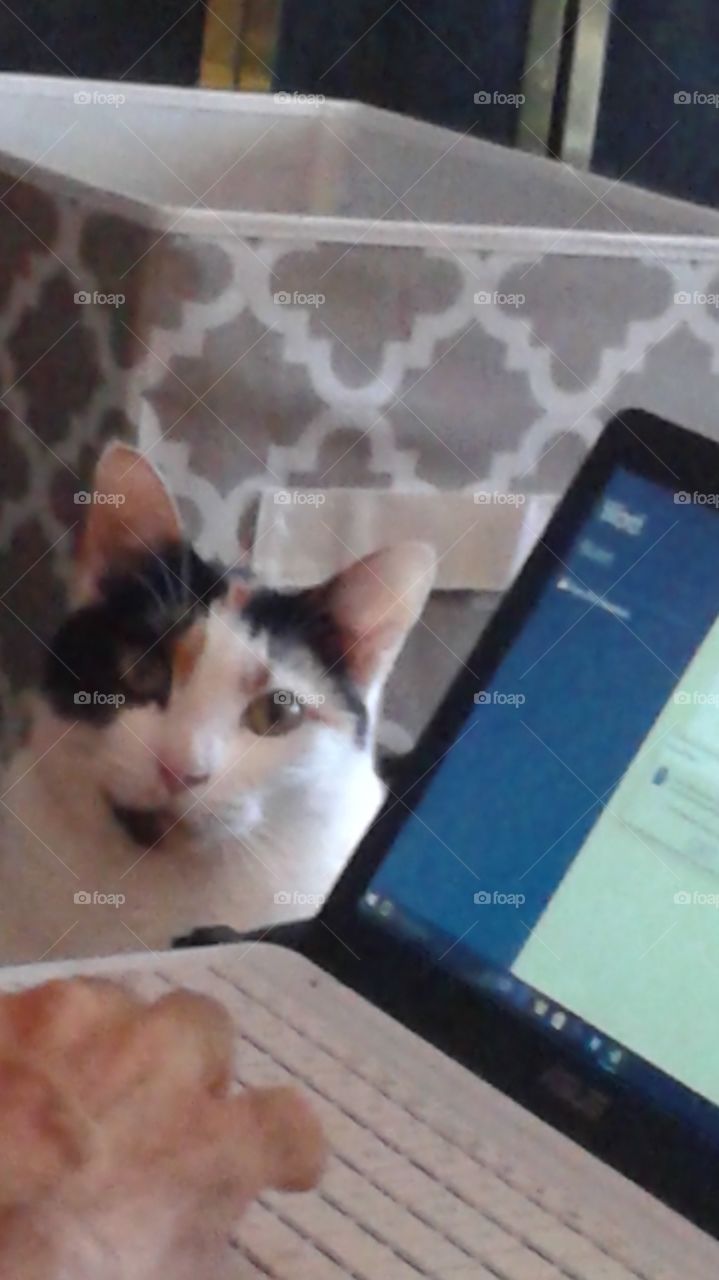 Cat watching owner work