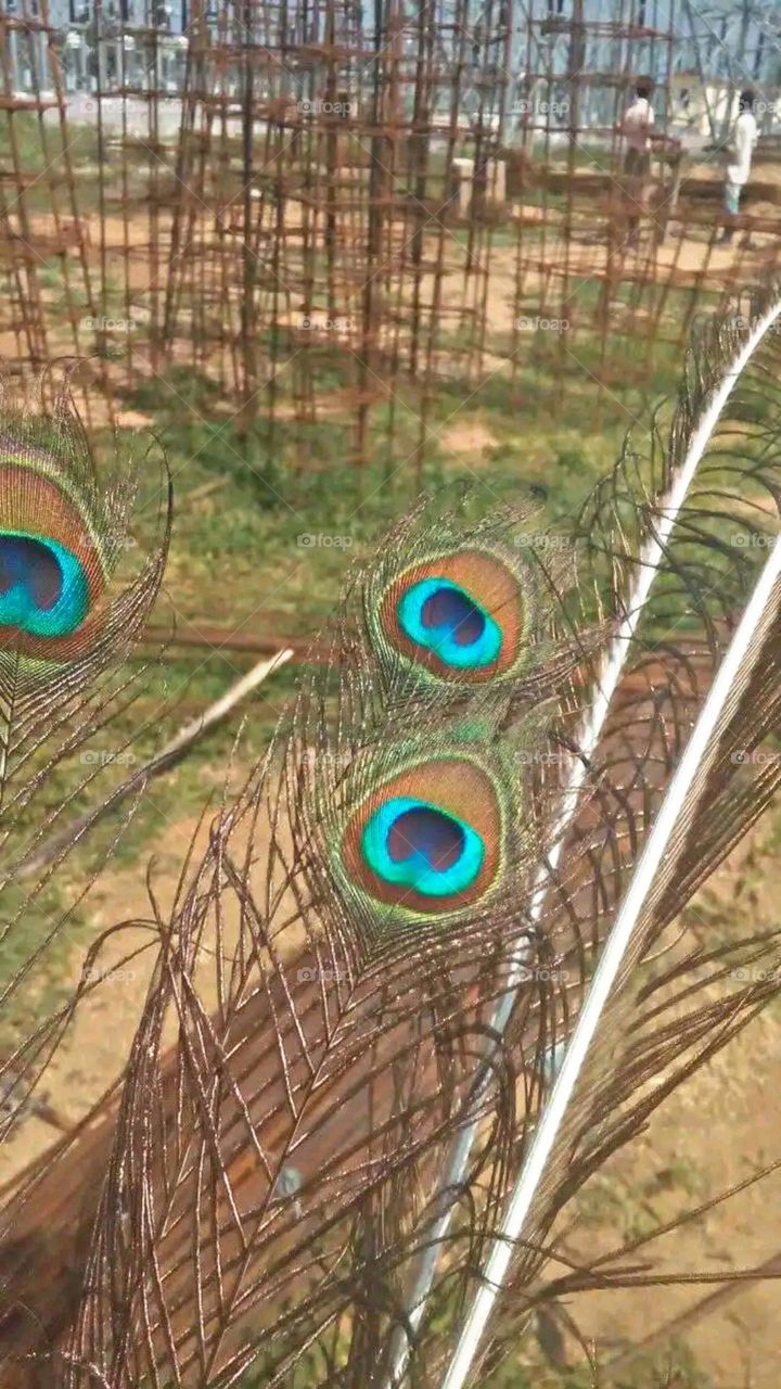 A beautiful and attractive view of peacock petals.