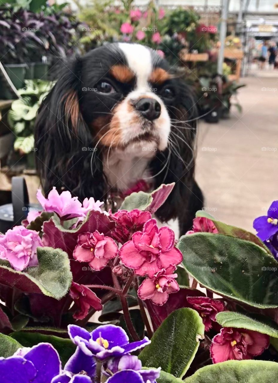 Violet the puppy meets he namesake flowers
