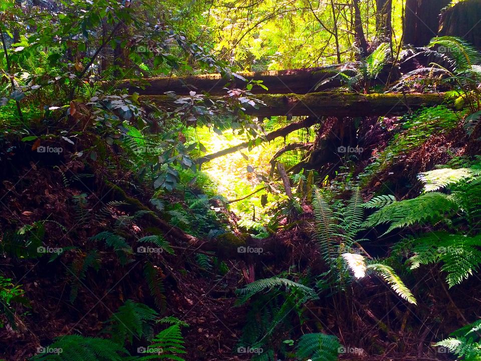 Natural nature . Photo taken in a redwood forest 