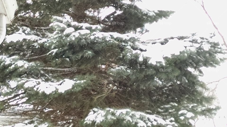 Winter, Tree, Pine, Snow, Landscape