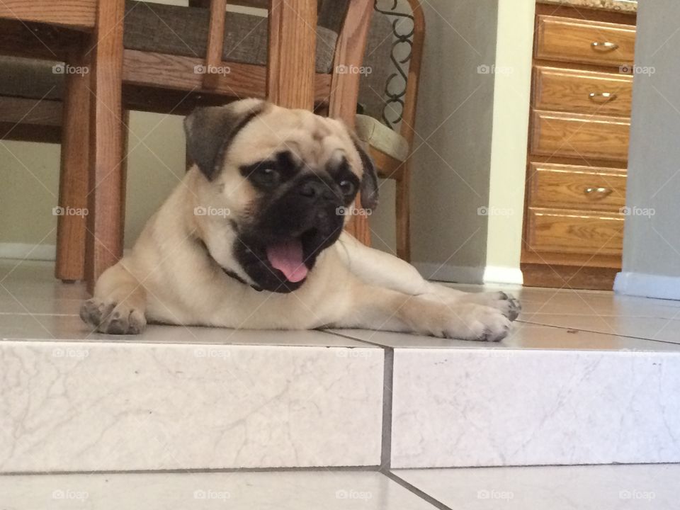 Pug