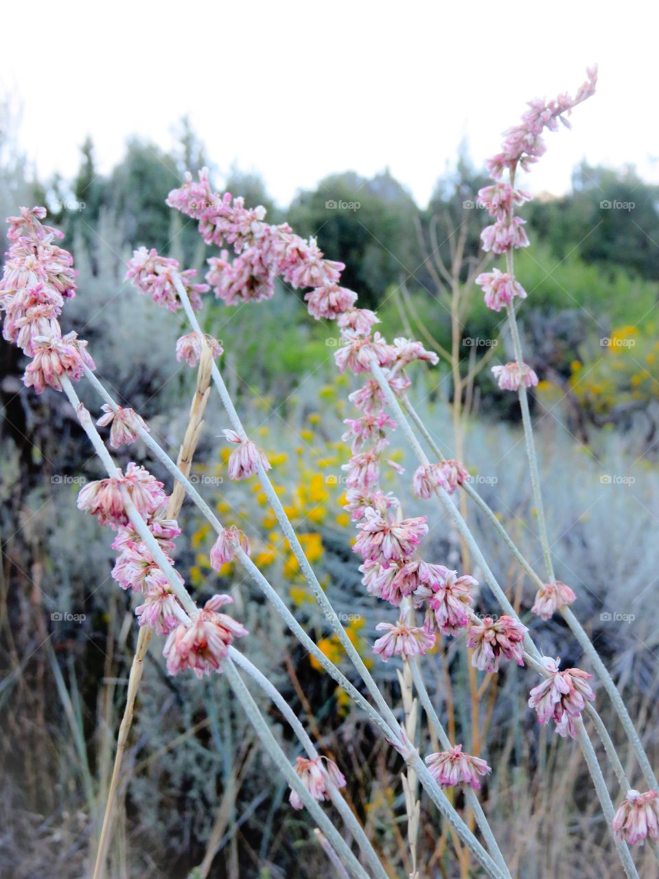 Tiny pink flowers