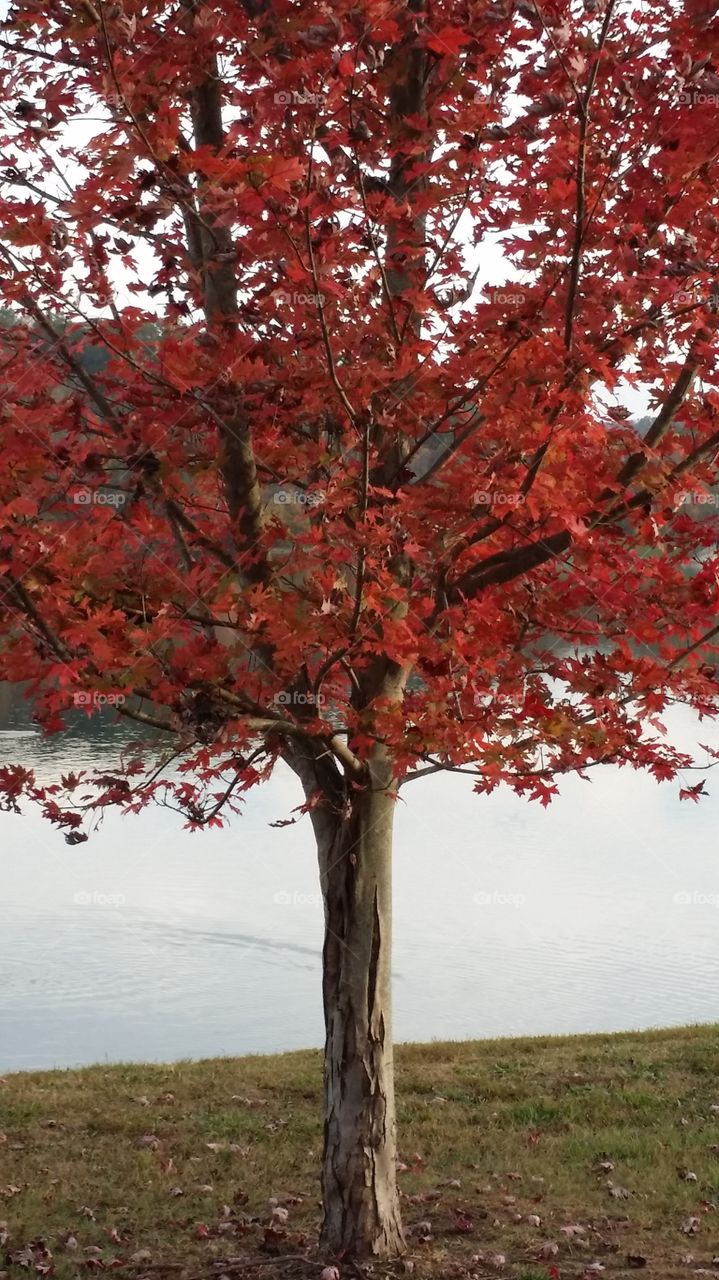 fiery red maple. maple stunning red maple