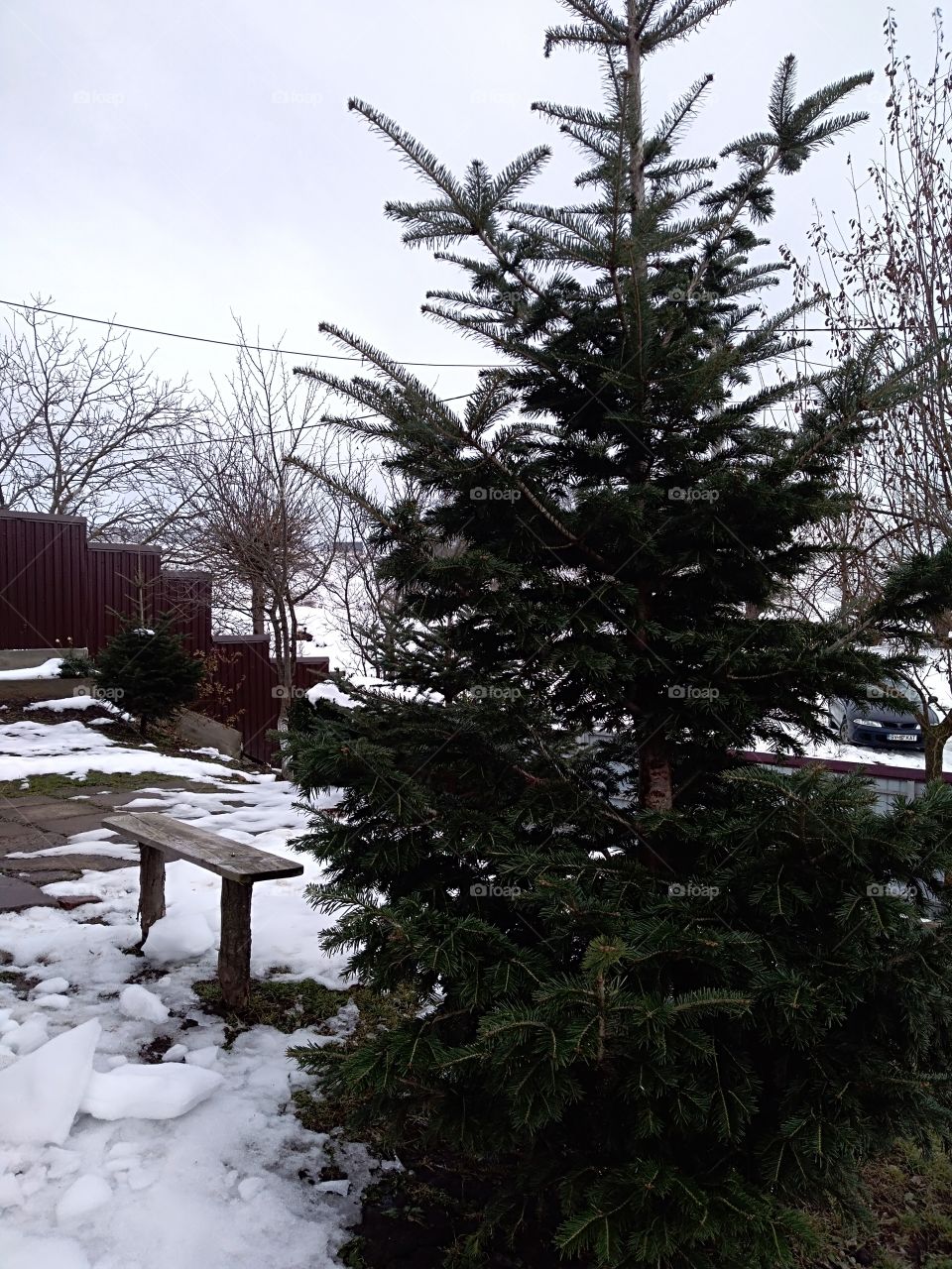 Christmas tree in my courtyard