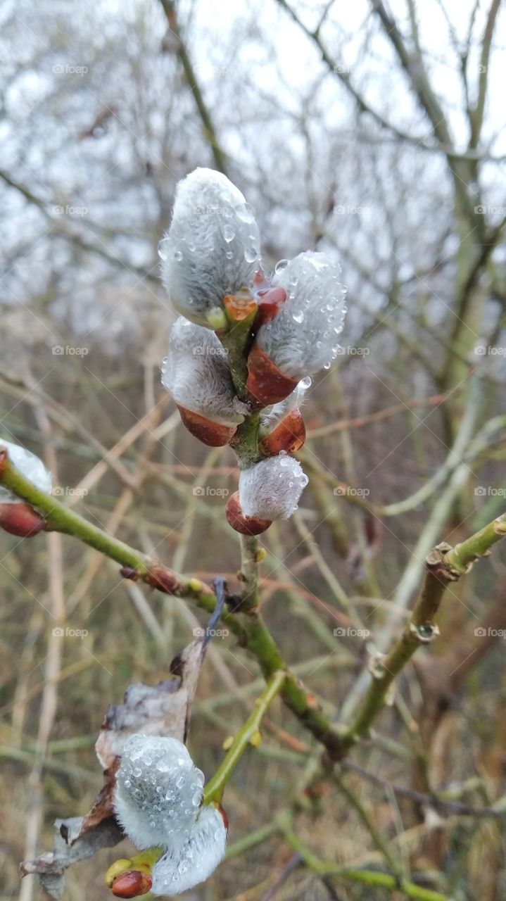 willow blossom with rain drops