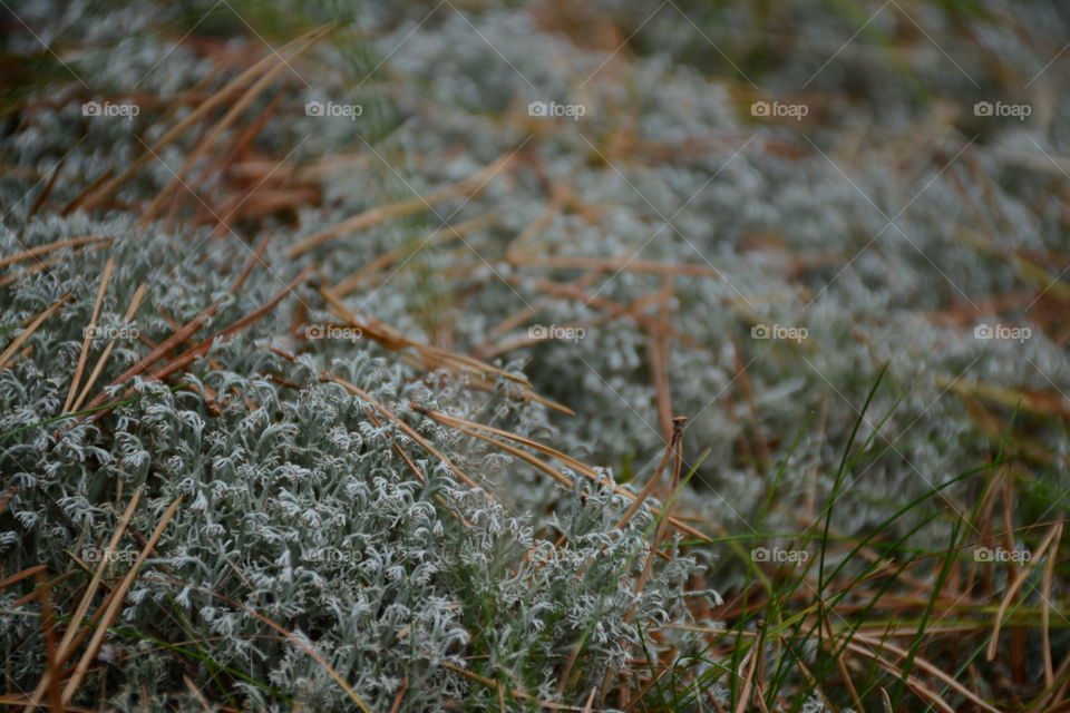 Close-up of grass growing in field