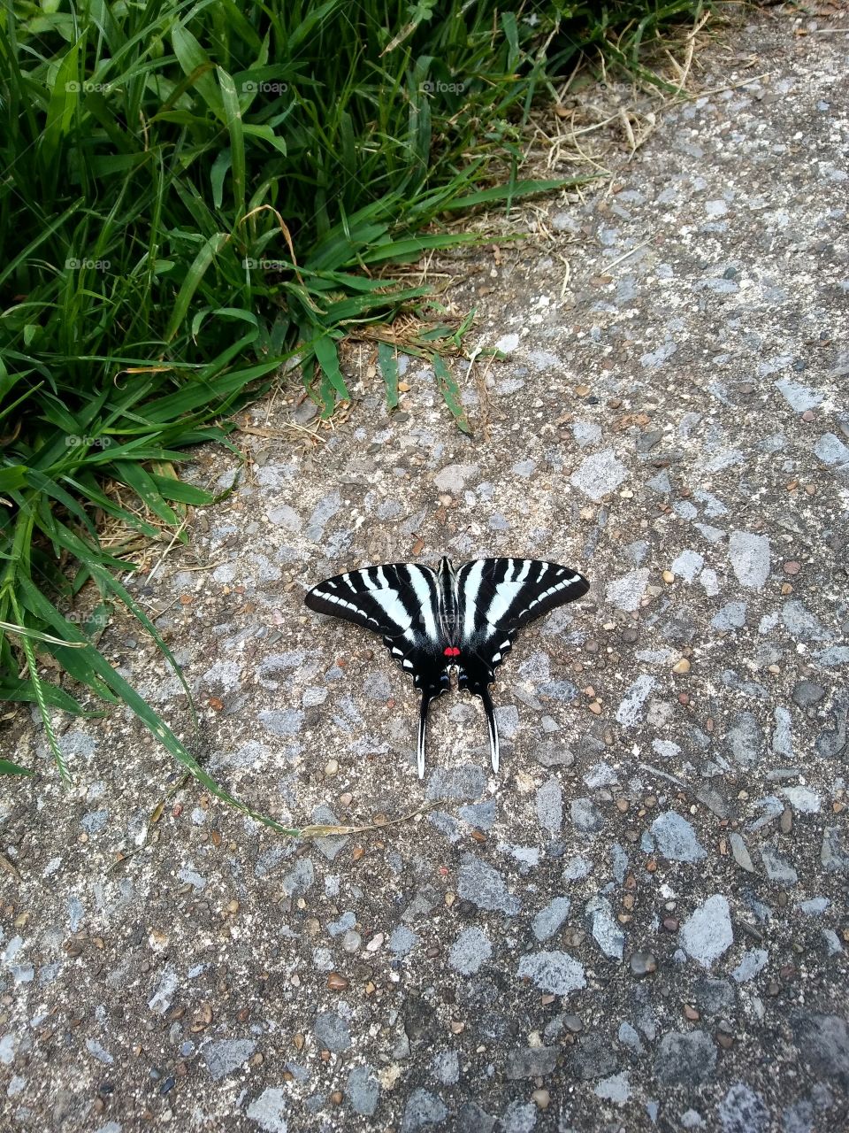 Butterfly on the Ground