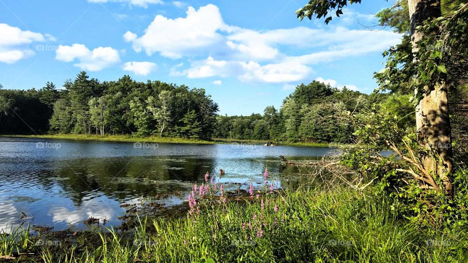 Massachusetts Forest