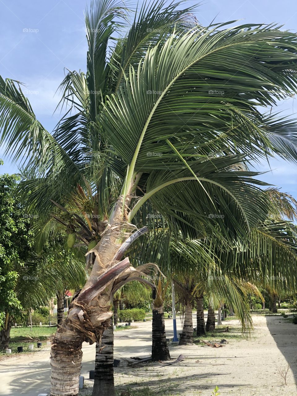 Nice Different coconut tree