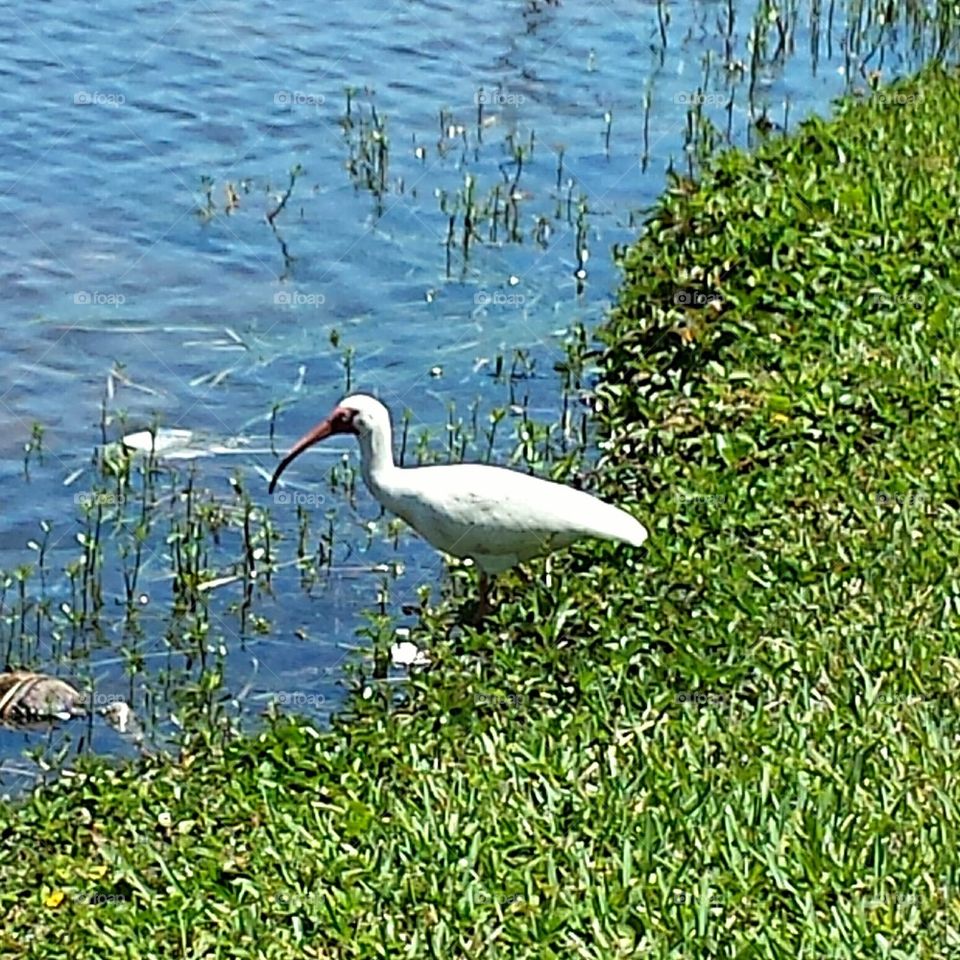 Birds by the water