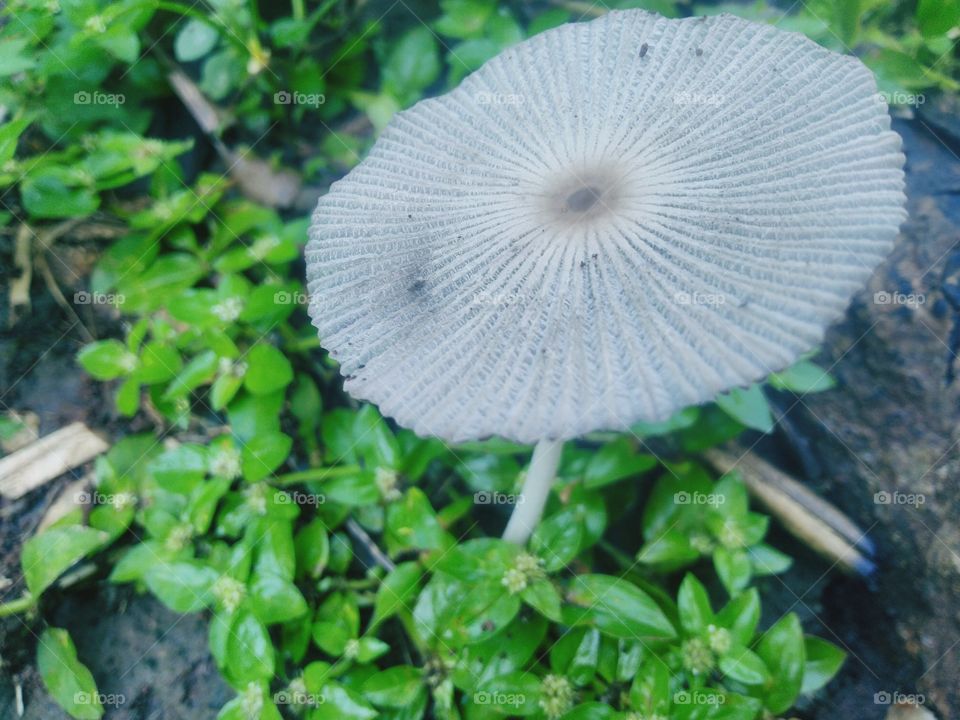 Unique mushroom