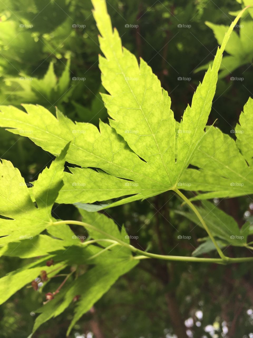 Japanese maple leaves