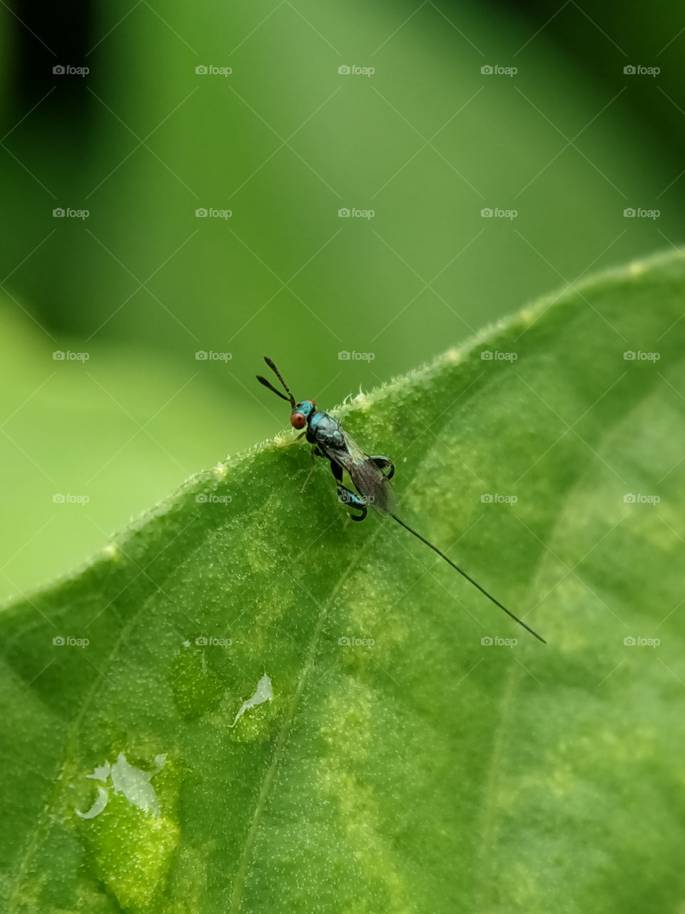 A nymph of a jumper bug is resting on a leaf. Look at its red eyes and blue body. Amazing, isn't it? This animal looks like an alien!