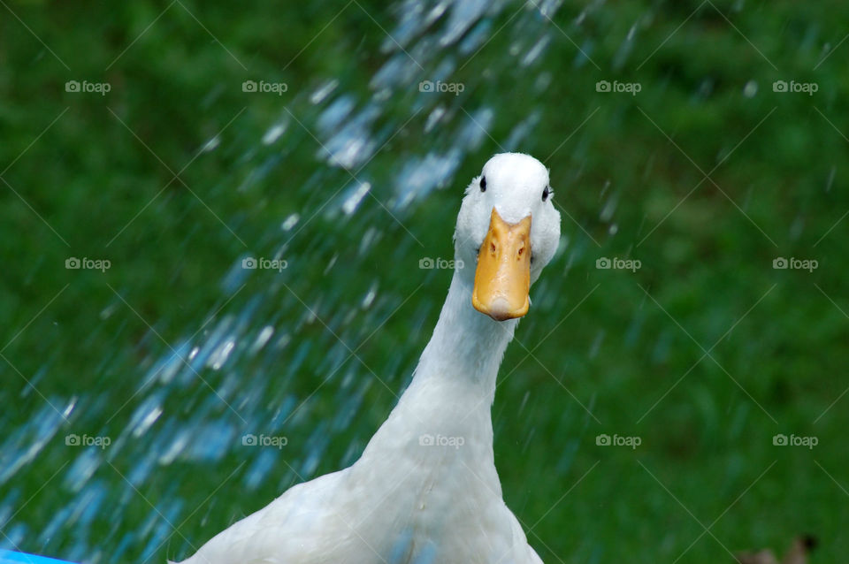 Duck 
