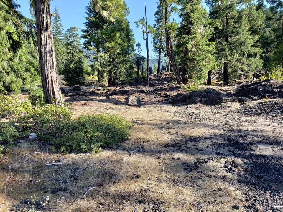 Hardened lava rock covers the forest floor among the fir trees and bushes on a sunny summer morning in Western Oregon. 