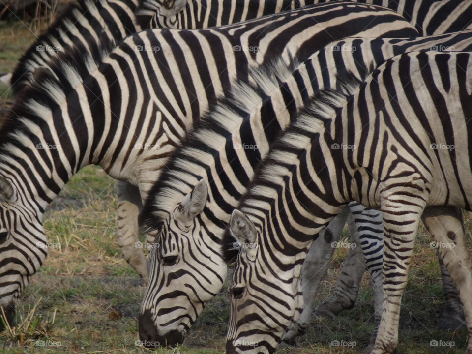 South African zebras