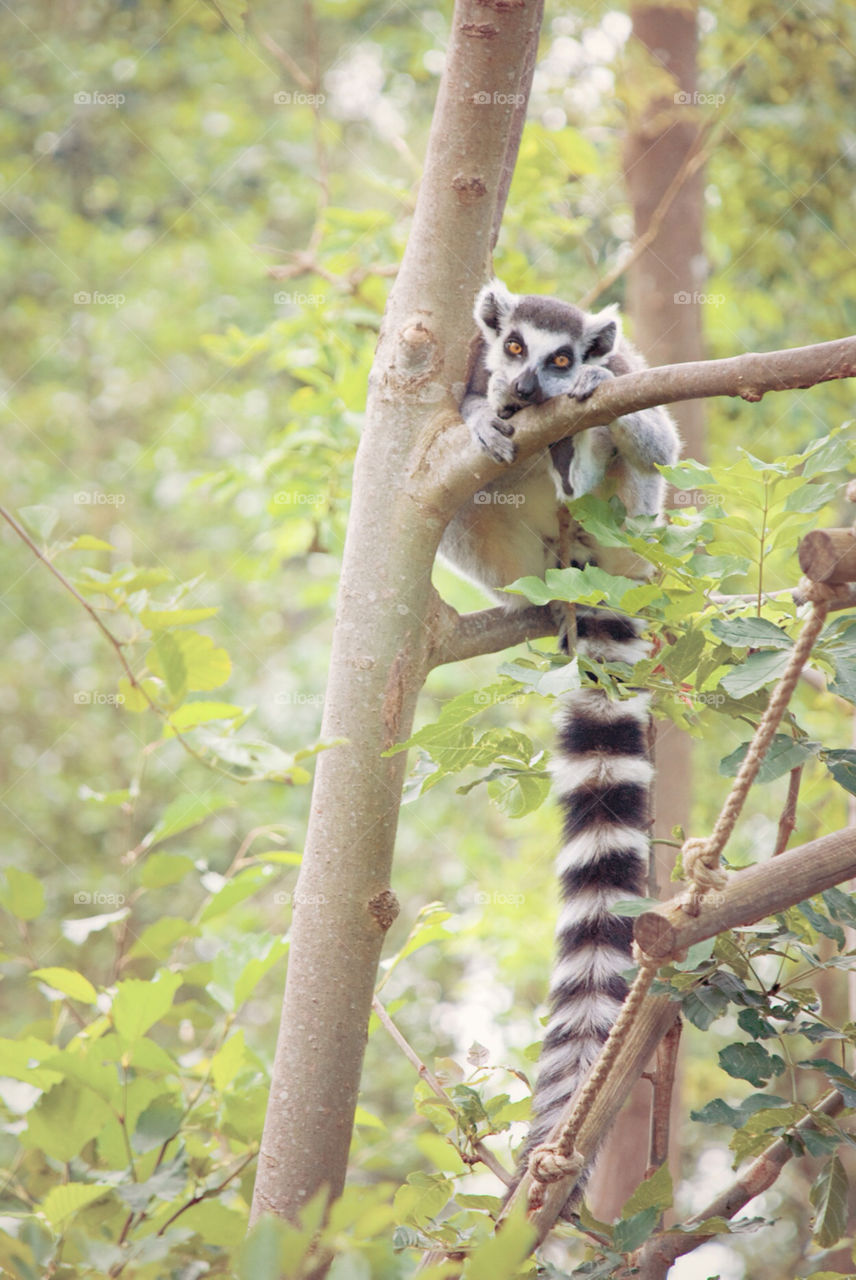 tree animal zoo wild by jbdc