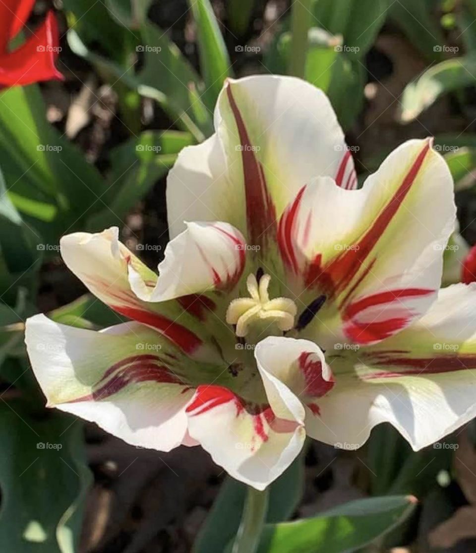 It’s a tulip thing