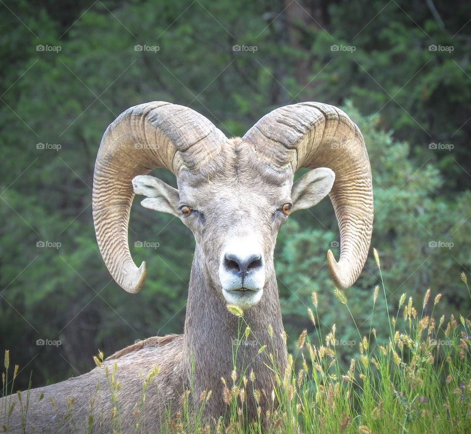 Rocky Mountain Sheep Radium BC