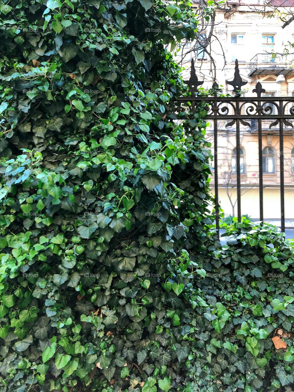 green ivy on the fence