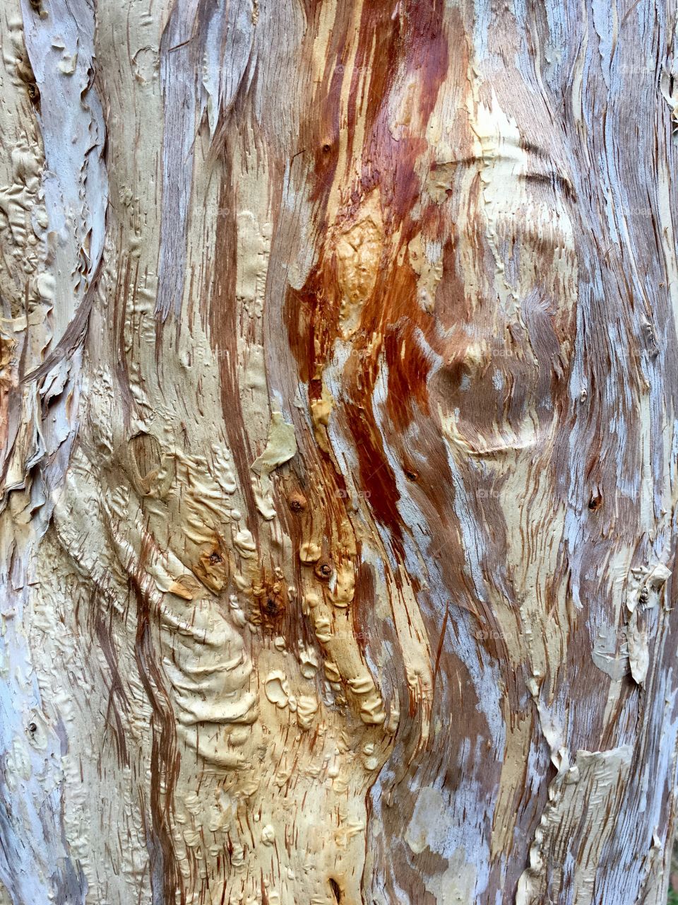 Delicate layers of papyrus, the original source of paper.