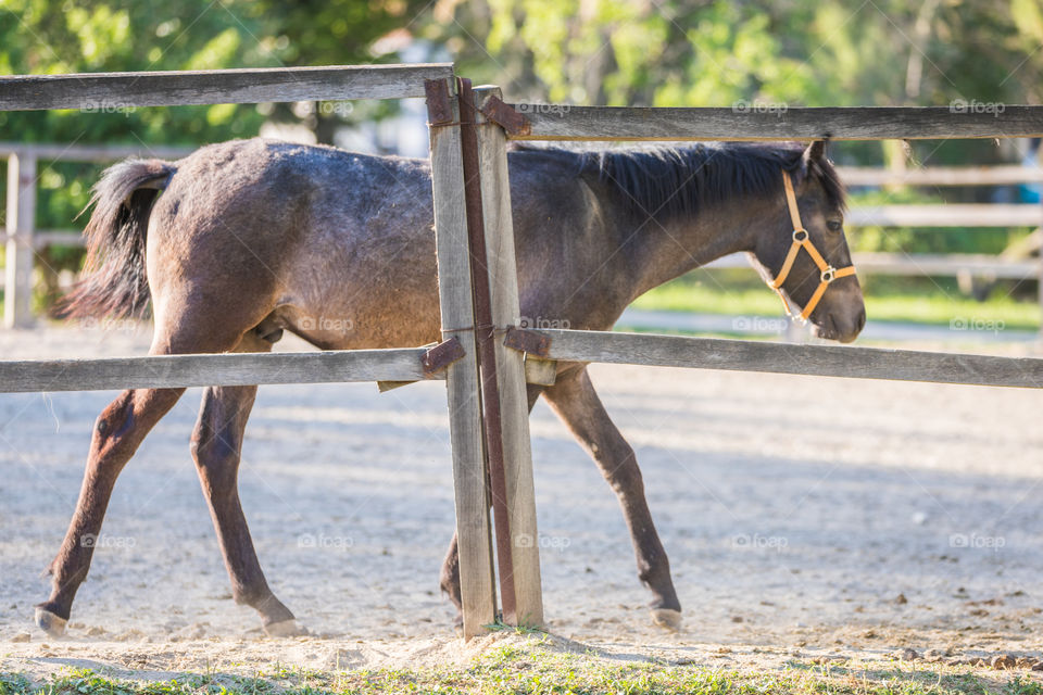 Horse In A Farm
