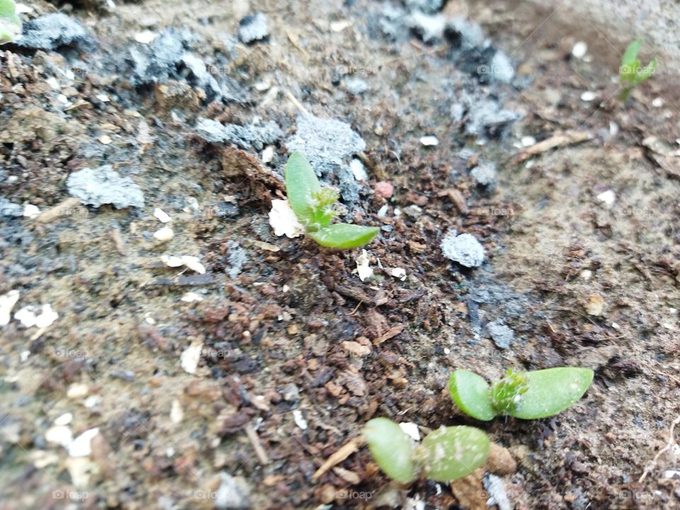 my dragon fruit seedling 🌱grow