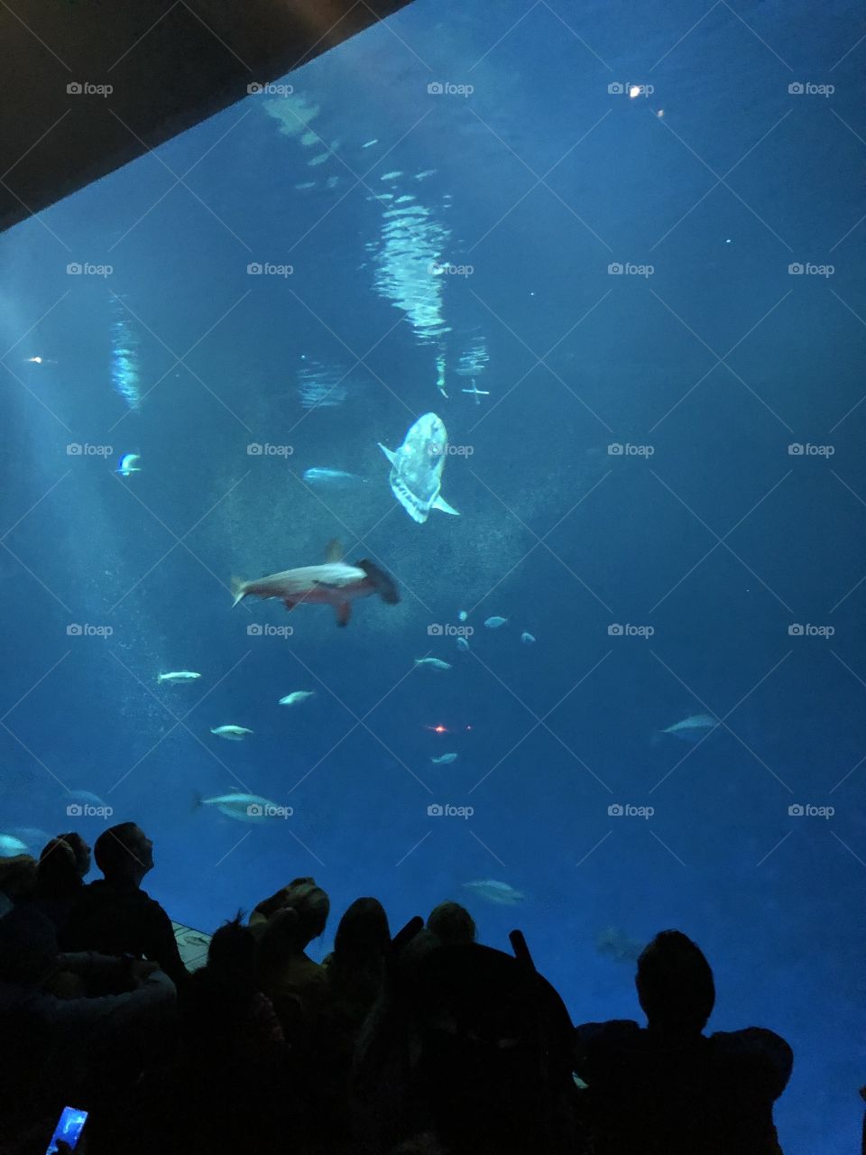 Hammerhead and Others