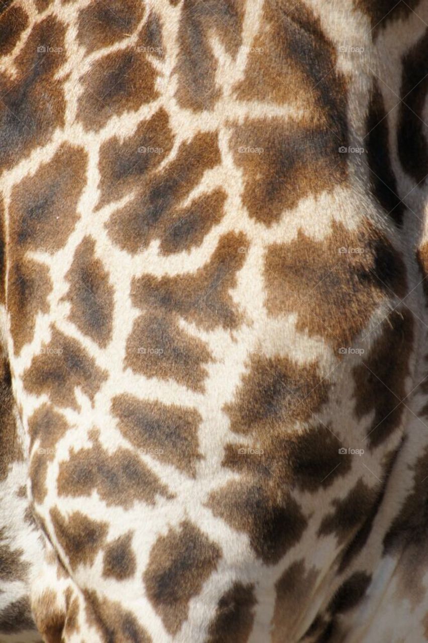 Masai giraffe pattern