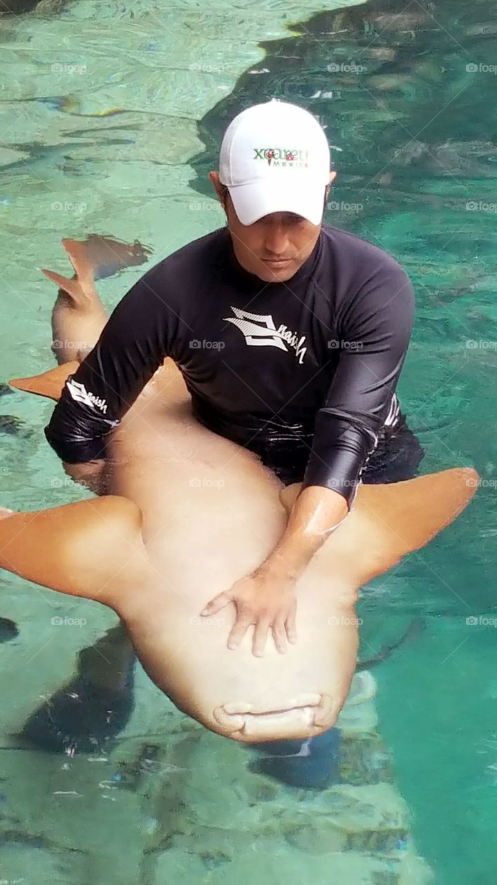 shark being tamed