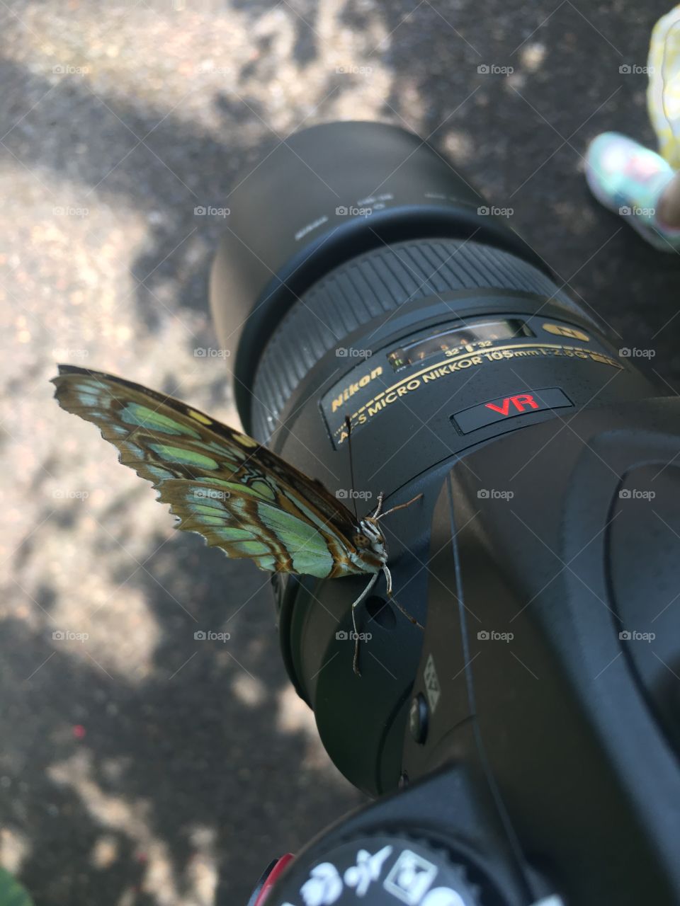Butterfly visitation 